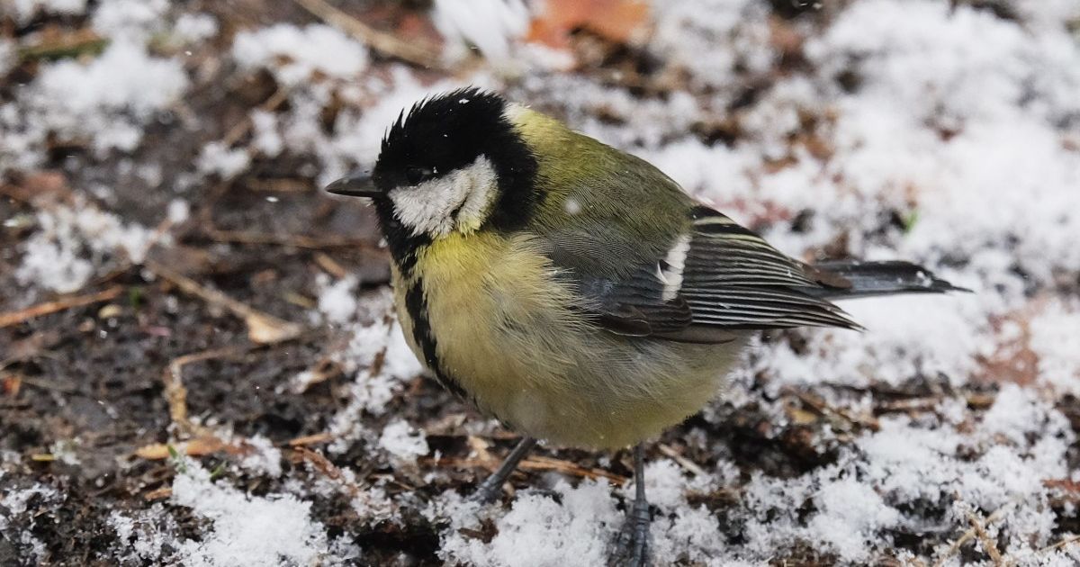 Прогноз погоды на 9 декабря: в Украине местами будет мокрый снег, температура — до -11