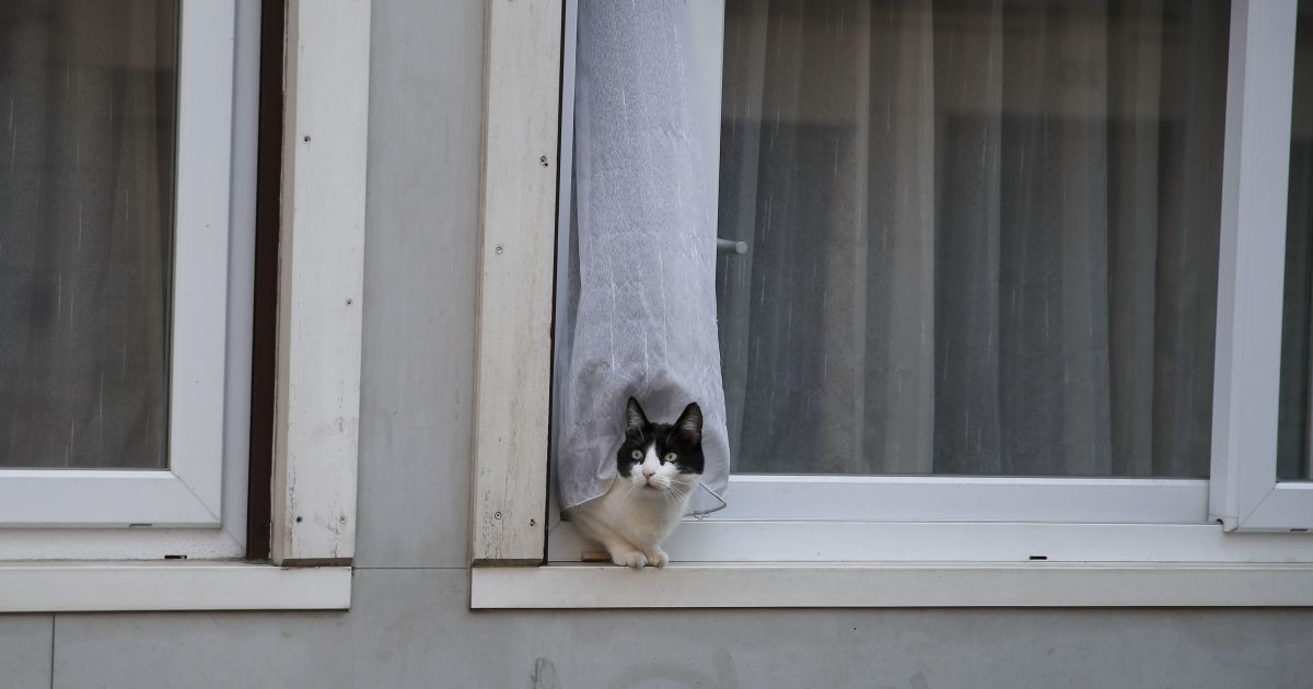 В России зараженную коронавирусом домашнюю кошку поместили на карантин