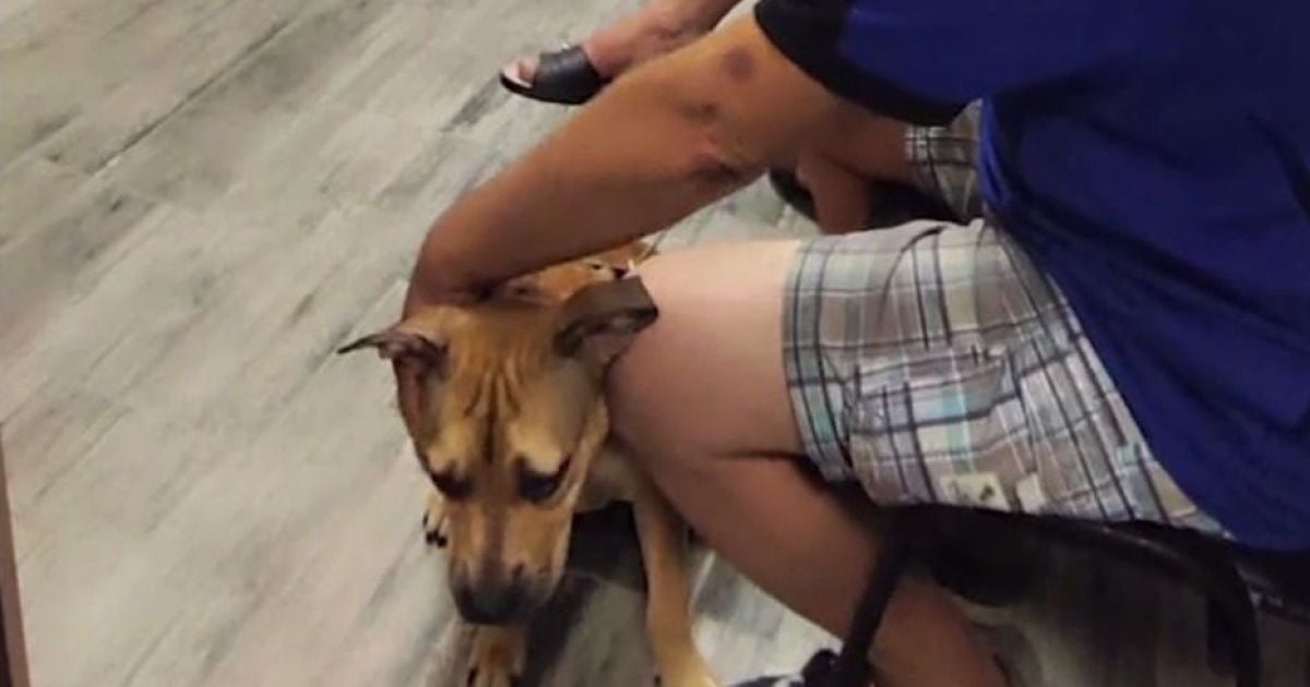 Пітбуль Герда