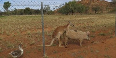 Австралієць заскочив кенгуру і свиню за сексом під наглядом гусака
