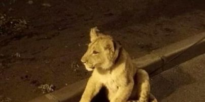 В Одессе снова заметили львенка на Французском бульваре