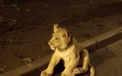 В Одессе снова заметили львенка на Французском бульваре