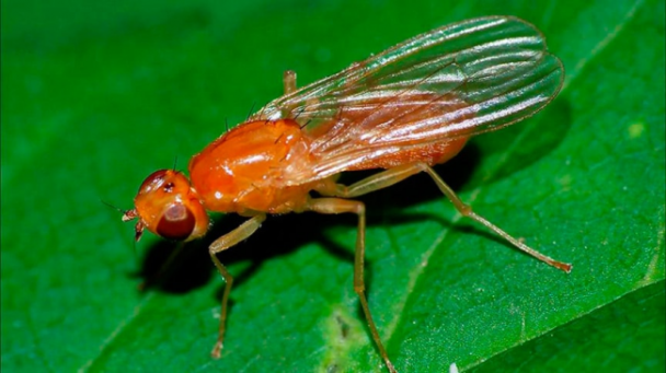 Морквяна муха