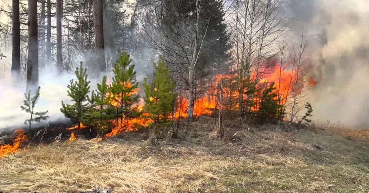 ДСНС оголосила найвищий ступінь пожежонебезпеки – ліси можуть спалахнути як сірники