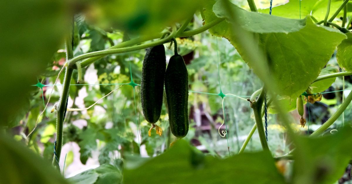 Как получить второй урожай огурцов