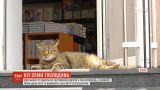 Одесский кот ходит на угощения сразу в 7 магазинов