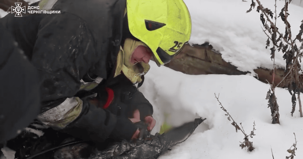 Порятунок кота з пожежі в Чернігові