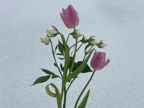 День ангела 24 грудня — душевні привітання в прозі / © pexels.com