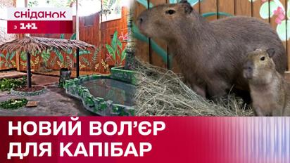 Подготовка к зиме в Киевском зоопарке! Капибары переехали в новый зимний вольер
