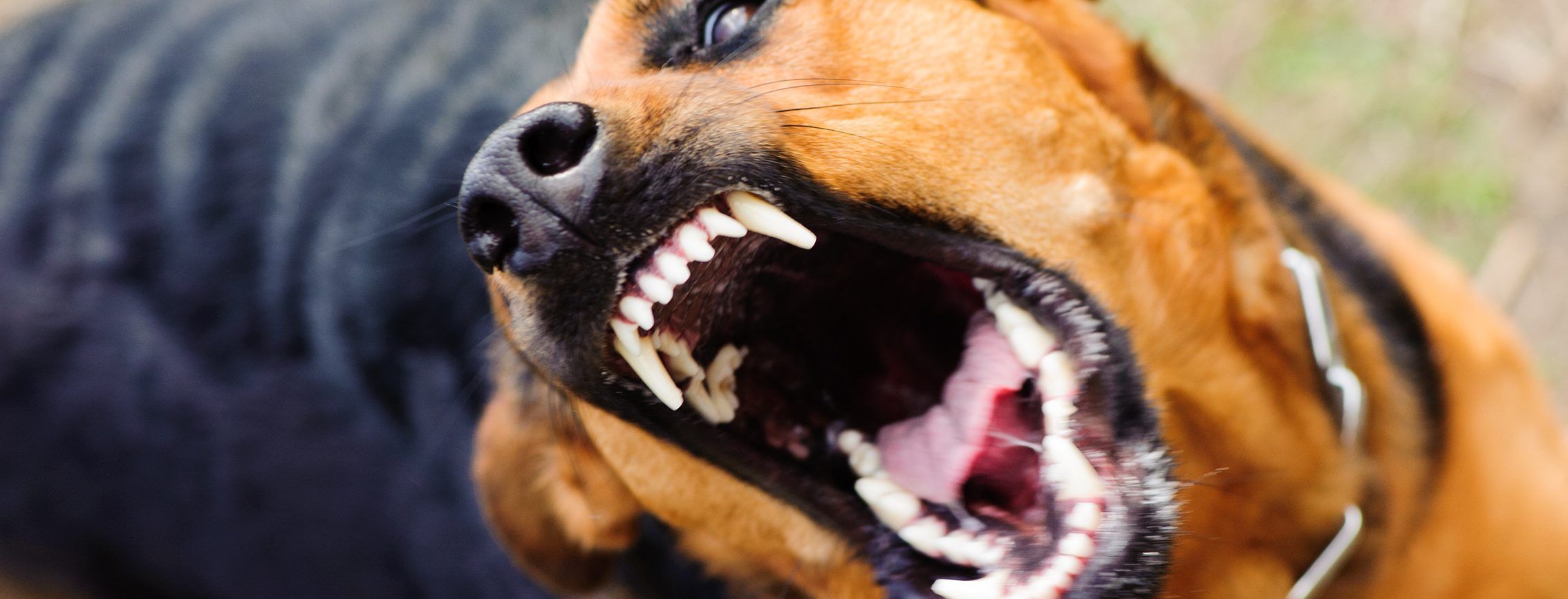 В селе на Житомирщине объявили 60-дневный карантин из-за бешенства у собаки