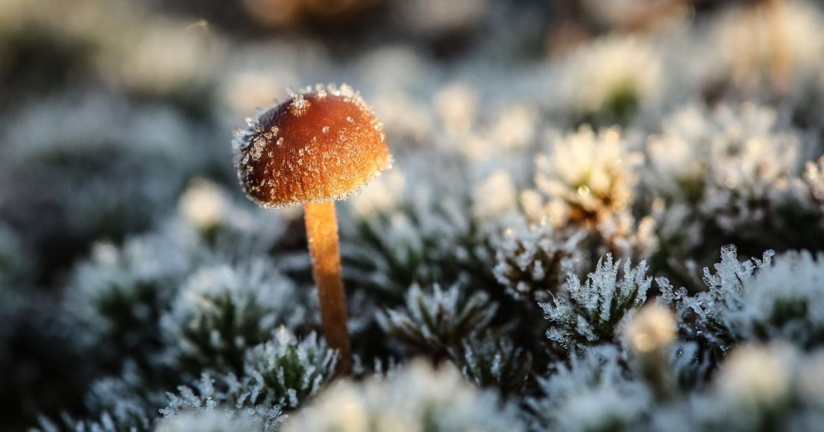 В Украину идут заморозки: где и когда ждать низкие температуры