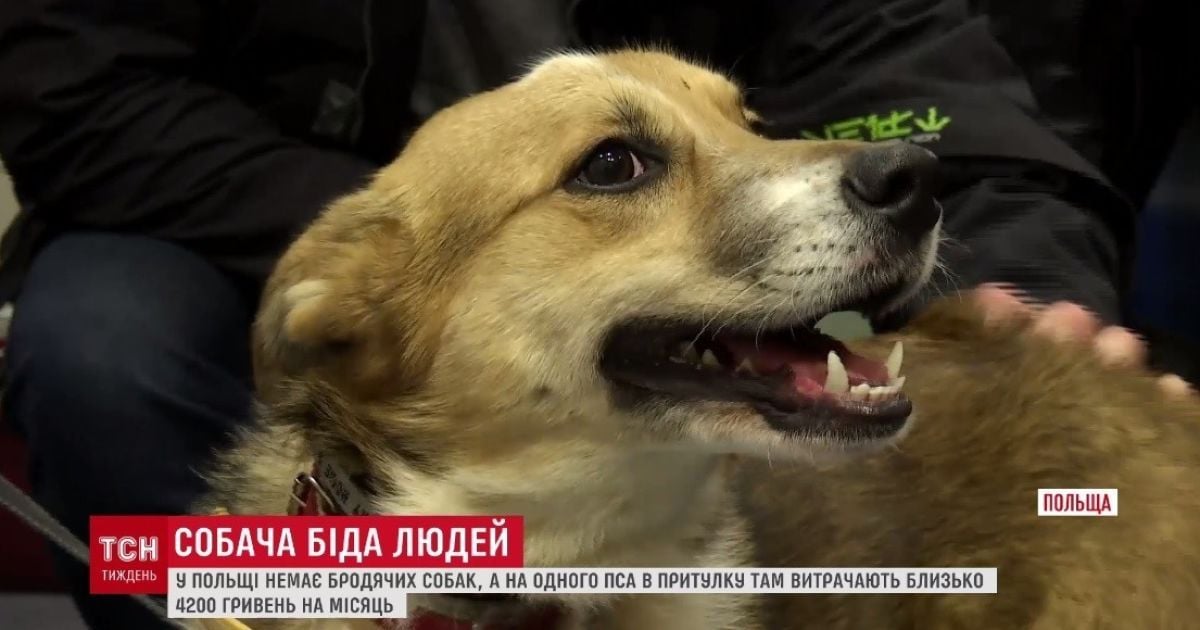 В Польше на содержание бездомных собак выделяют в два раза больше денег, чем пенсия в Украине