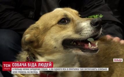 В Польше на содержание бездомных собак выделяют в два раза больше денег, чем пенсия в Украине
