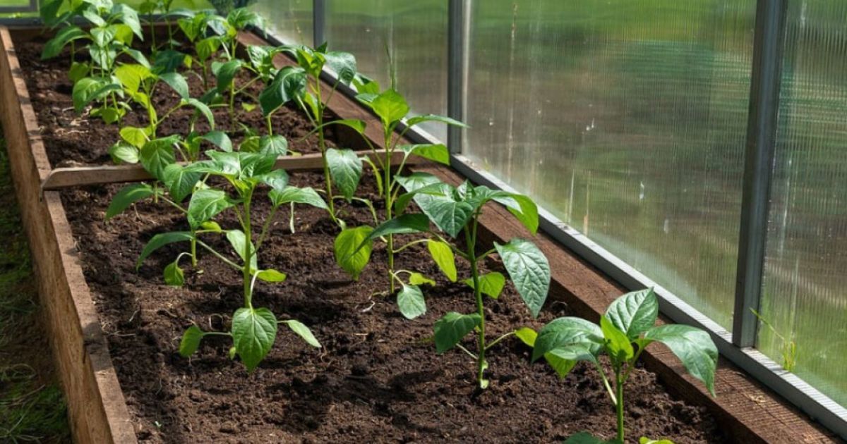 Что посеять на рассаду в марте