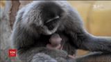 В британском зоопарке родился редкий серебристый гиббон