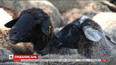 Мой путеводитель. Одесская область - мастер-класс по доению овец и добычи меда