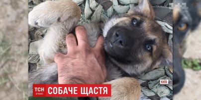 Фронтовий пес Бармалей переїхав до столиці