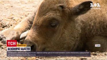 Новини України: у київському зоопарку народився бізон