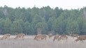 Стадо оленей благородных