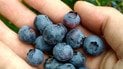 В яких продуктах більше антоціанів, ніж у лохині