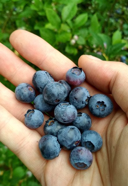 В яких продуктах більше антоціанів, ніж у лохині