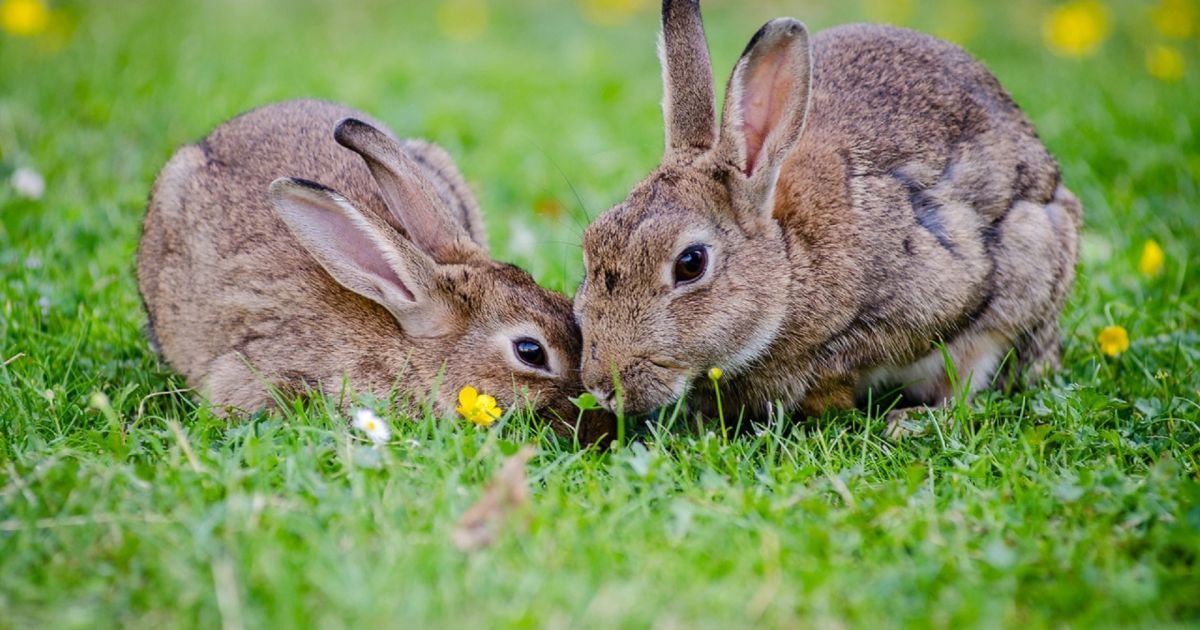 В экопарке погибли 12 декоративных кроликов