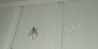 "Не хватает только метеорита": в Кирилловке на смену нашествию медуз пришли пауки (видео)