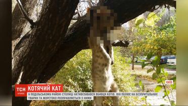 Убил несколько десятков животных: в Подольском районе Киева активизировался кошачий палач