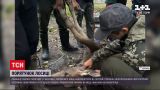 Новости Украины: на Волыни организовали настоящую спецоперацию, чтобы спасти лосиху