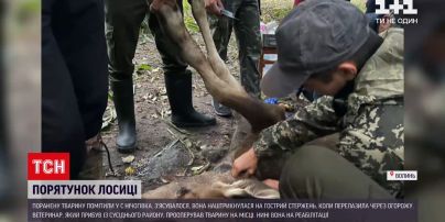 Новини України: на Волині організували справжню спецоперацію, щоб урятувати лосицю