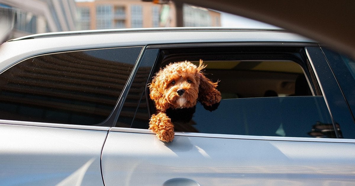 Собака у авто