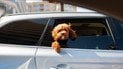 Автомобили будут маркировать по-другому — что известно о новых экологических ярлыках