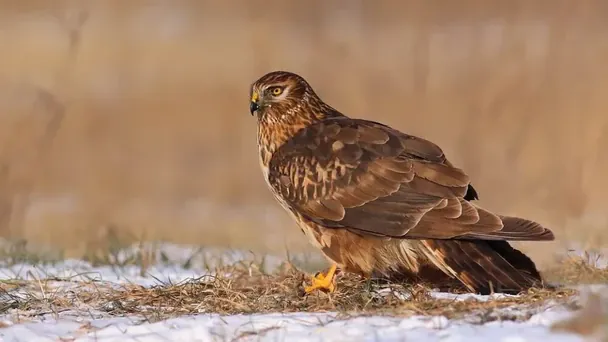 Лунь польовий у Криворізькому районі / Фото: телеканал D1
