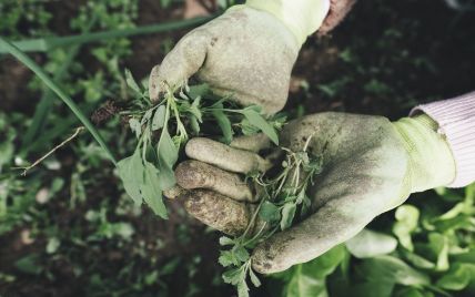 Как бороться с сорняками в саду и на огороде: восемь проверенных способов