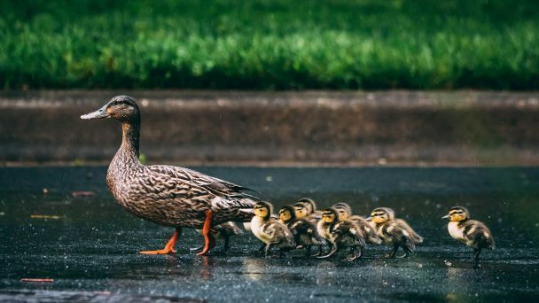 24 квітня качки плавають у водоймах до швидкого потепління / © Unsplash