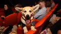 Філософія "pets friendly" у сервісі і дружні до тварин офіси: кінологи прогнозують тренди на 2021 рік