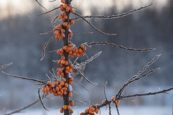 Народні прикмети 18 грудня / © pixabay.com