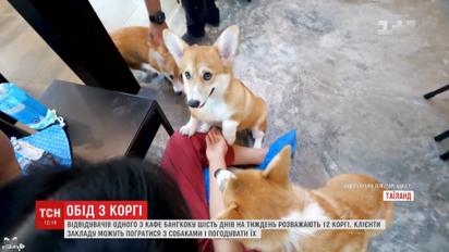 В Бангкоке посетителям кафе предлагают не только перекусить, но и поиграть сразу с 12 корги