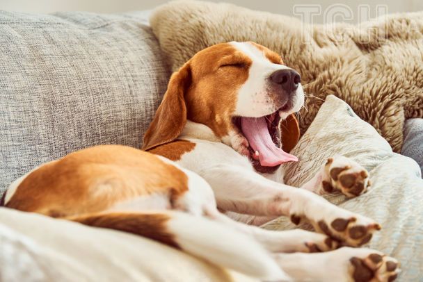 Лабрадор-ретривер / © Credits