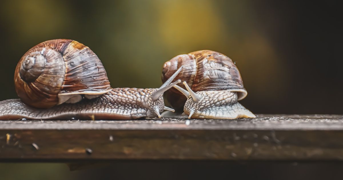 Улитки и мед: что экспортирует Украина в Великобританию