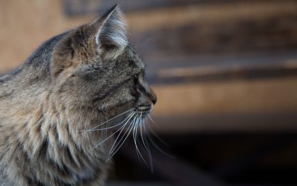 В Ровенской области горел приют для животных: погибли 24 кошки и 2 собаки