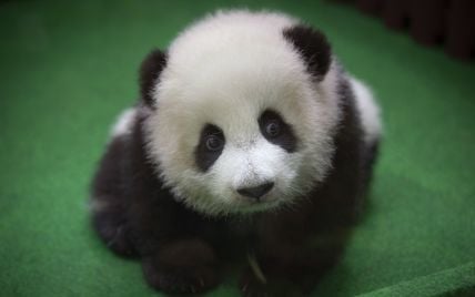 Маленькие панды (59 фото)