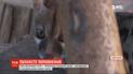 Пара маленьких генет народилася в Бердянському сафарі-парку