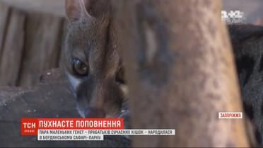 Пара маленьких генет народилася в Бердянському сафарі-парку