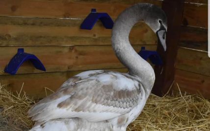 Пташиний реабілітаційний центр Межигір’я рятує пораненого лебедя