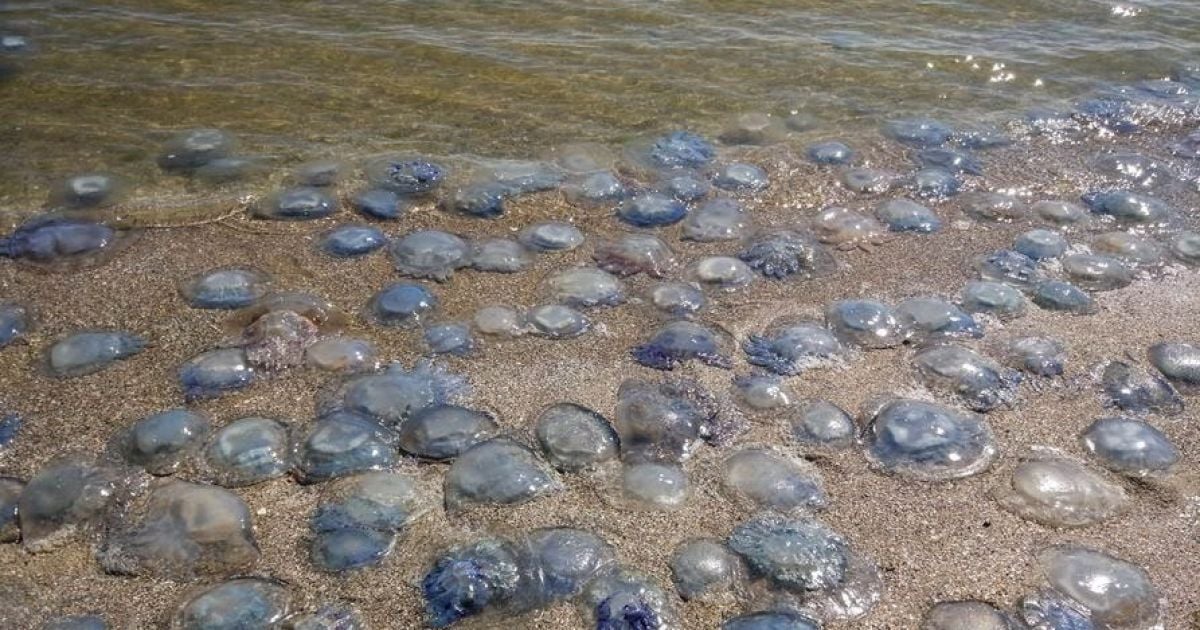Не поділили медуз: у Бердянську туристи побилися просто в морі