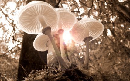 ​​Як уникнути отруєння в сезон грибів: поради МОЗ
