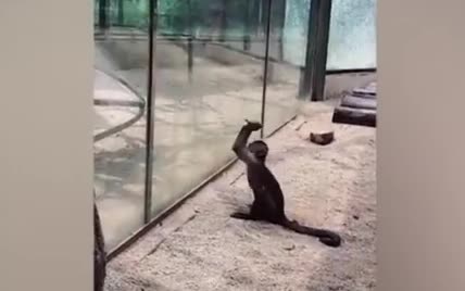 Задумала побег. В Китае обезьяна камнем разбила стеклянное ограждение зоопарка