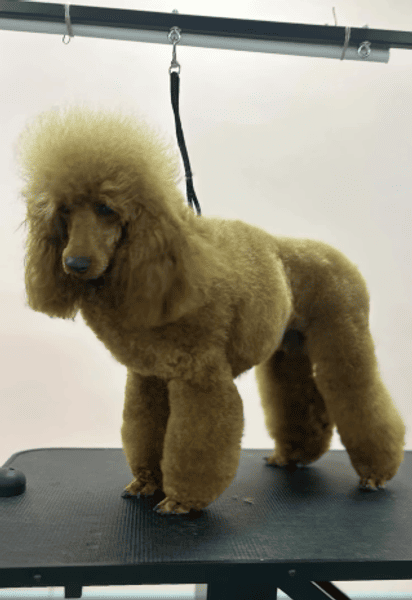 Пудель сбежал прямо из салона