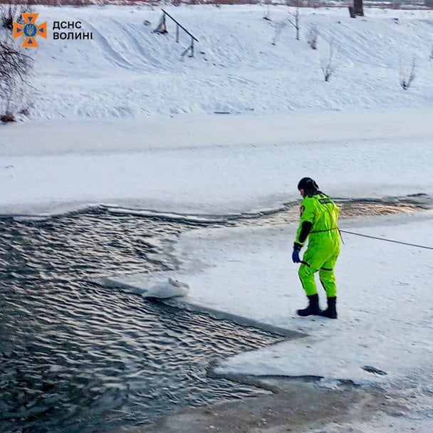 Порятунок лебедя